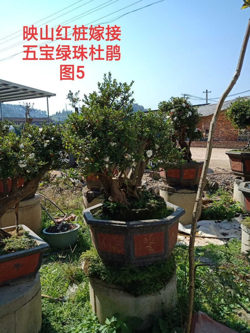 基地直销批发五宝绿珠杜鹃桩，适合庭院、别墅等