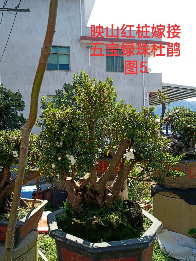 基地直销批发五宝绿珠杜鹃桩，适合庭院、别墅等