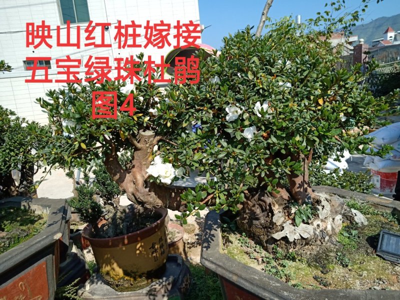 基地直销批发五宝绿珠杜鹃桩，适合庭院、别墅等