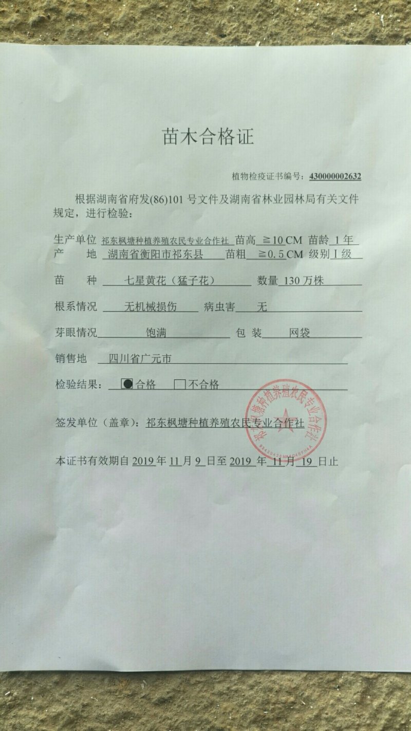 黄花菜种苗高产量黄花菜苗子免费提供技术指导包教包会