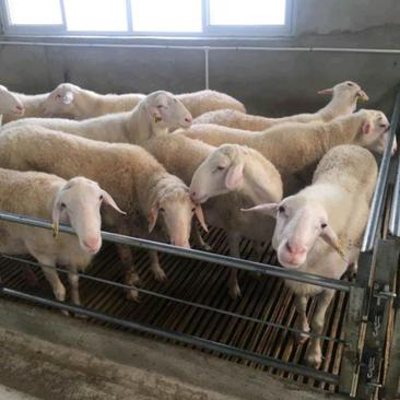 湖羊湖羊繁殖种母羊包活包送货到付款