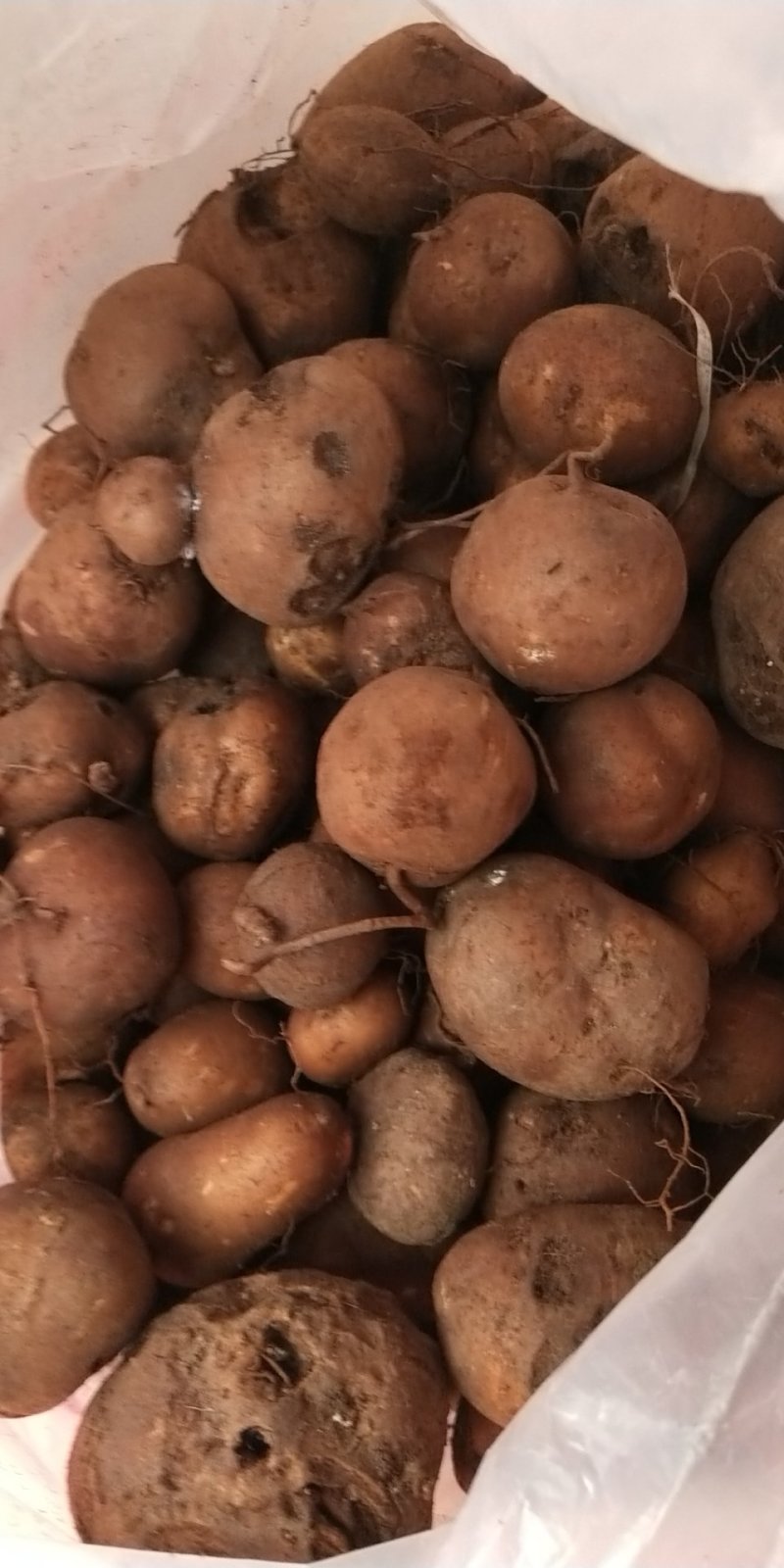 三叶青金线吊葫芦蛇附子土经丸鲜货中药材产地批发