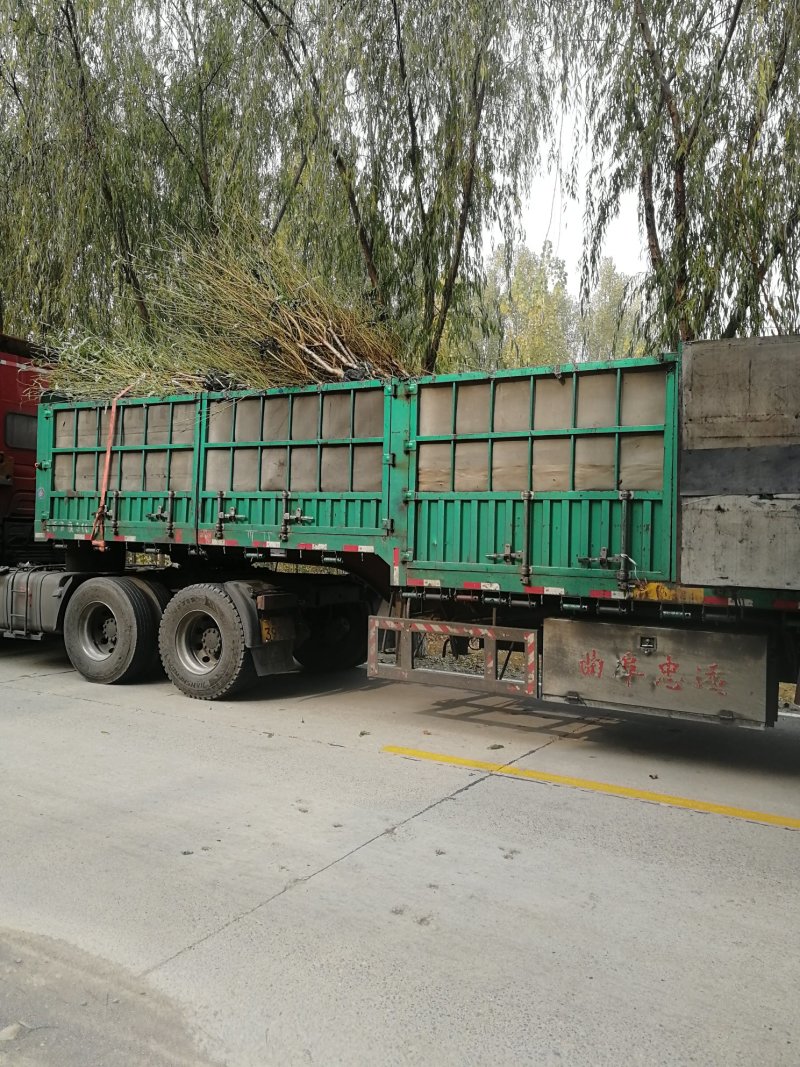 秋彤桃苗晚熟个大脆甜基地发货保湿邮寄提供技术