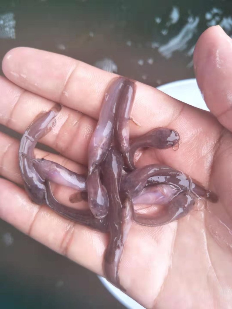 水产鱼苗批发，罗非鱼苗，鲫鱼苗，黄骨鱼苗，黑鱼苗，鲶鱼苗