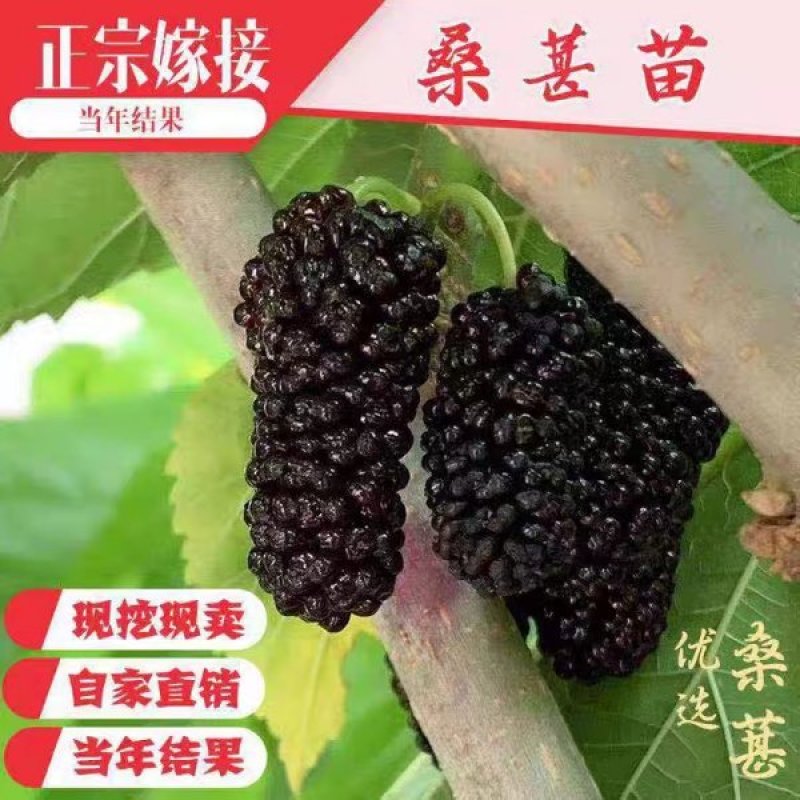 桑树苗（红果桑，黑果桑)南北适种包成活死苗补发