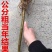 桑树苗（红果桑，黑果桑)南北适种包成活死苗补发
