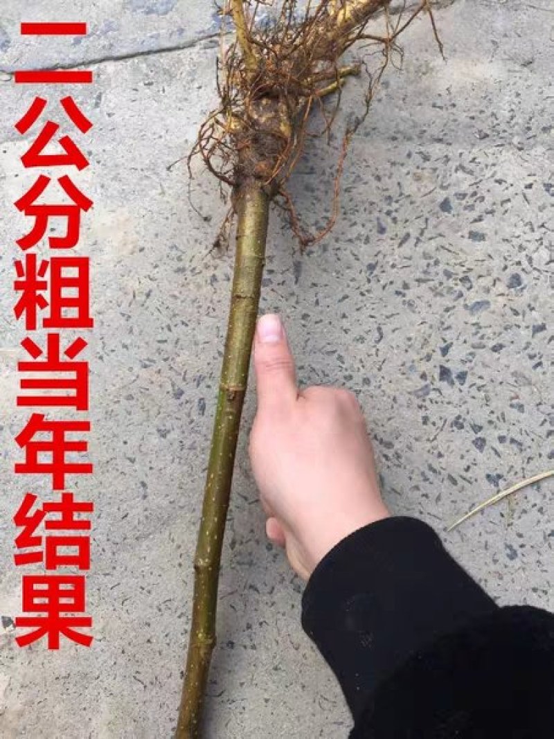 桑树苗（红果桑，黑果桑)南北适种包成活死苗补发