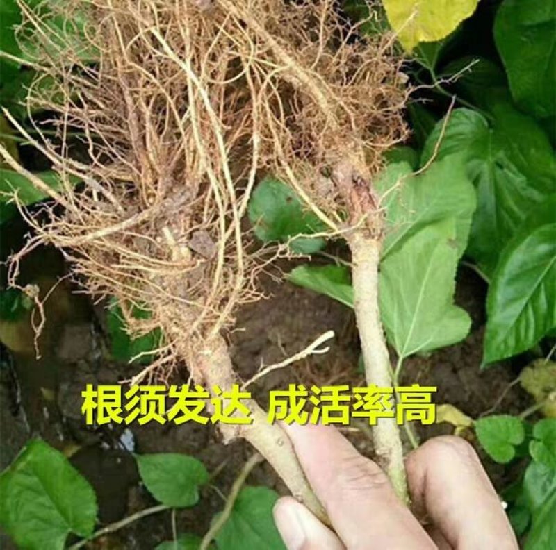 桑树苗（红果桑，黑果桑)南北适种包成活死苗补发