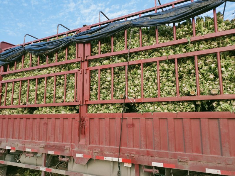 雪里红雪里蕻芥菜雪菜鲜菜市场货加工厂货