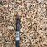 白虾仔虾米