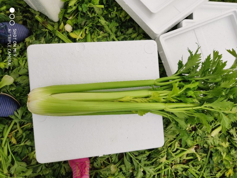 西芹各种规格
