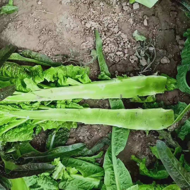 莴笋以大量上市，欢迎各大超市加工厂的老板可以下单了，大量
