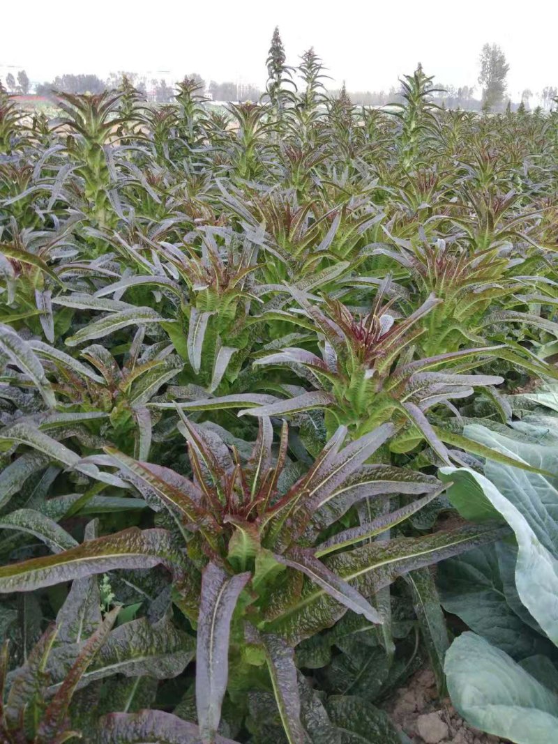 莴笋以大量上市，欢迎各大超市加工厂的老板可以下单了，大量