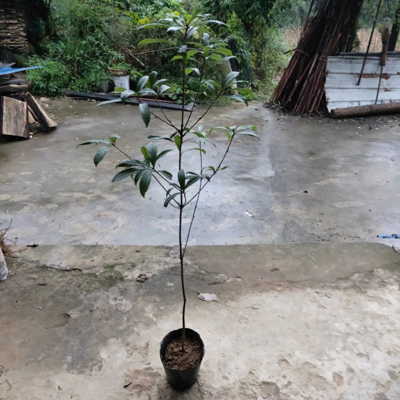 四川重庆老鹰茶营养袋苗老荫茶树苗老鹰茶苗红茶白茶苗