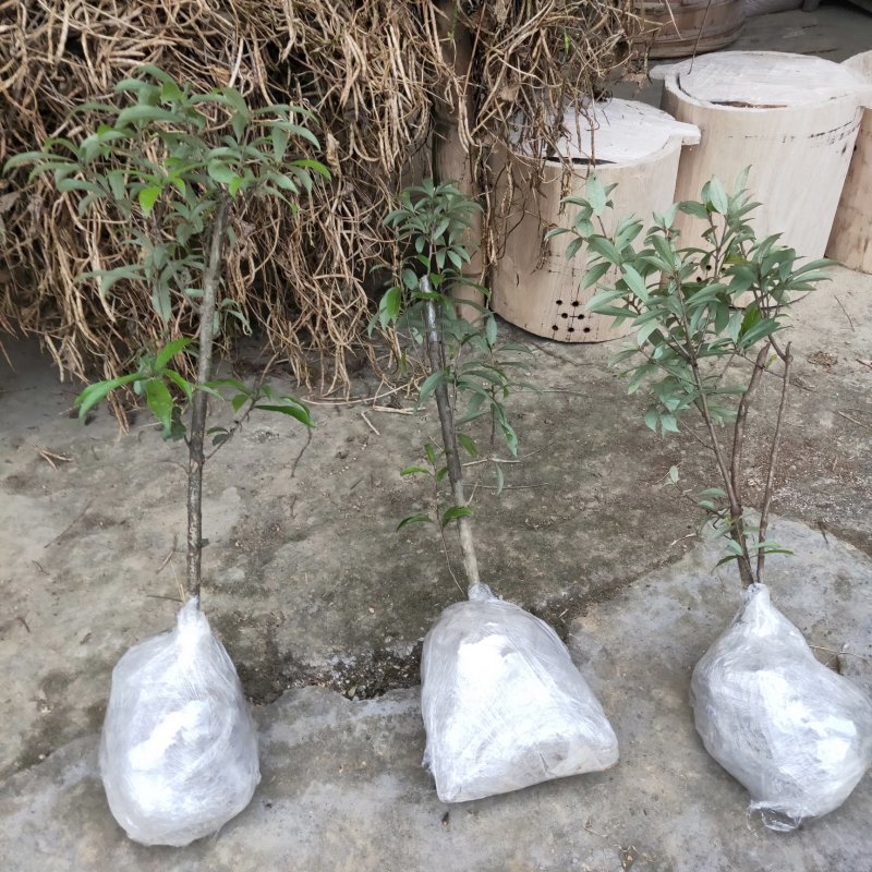 老鹰茶大树苗老荫茶树老鹰茶苗红茶树白茶树