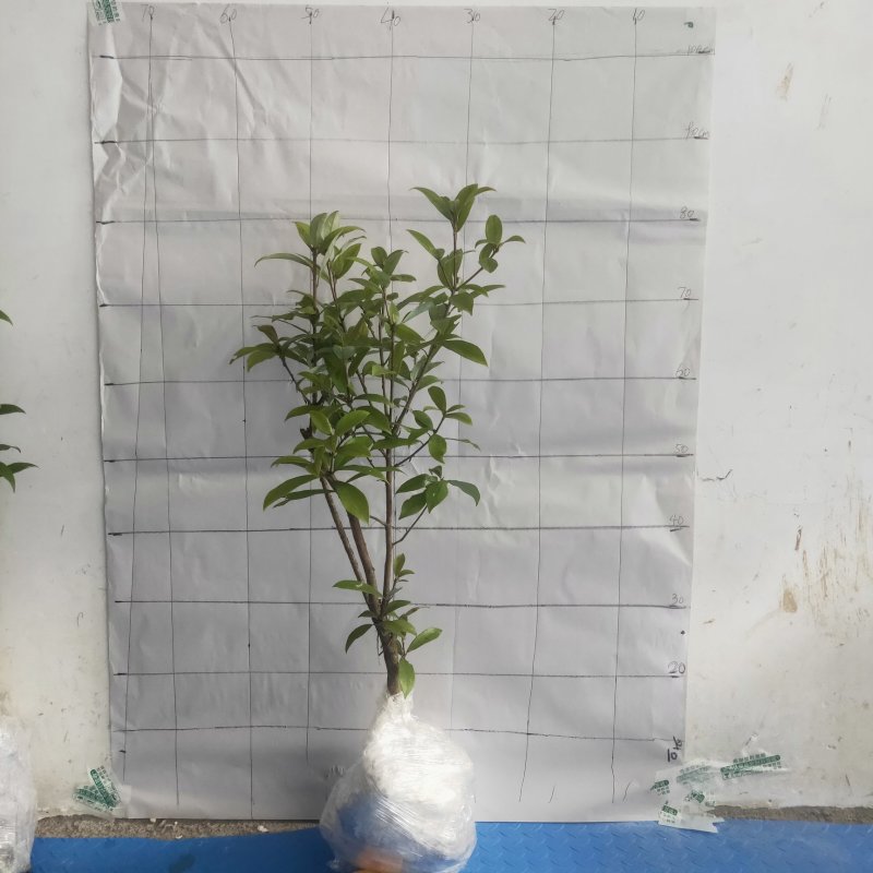 老鹰茶大树苗老荫茶树老鹰茶苗红茶树白茶树