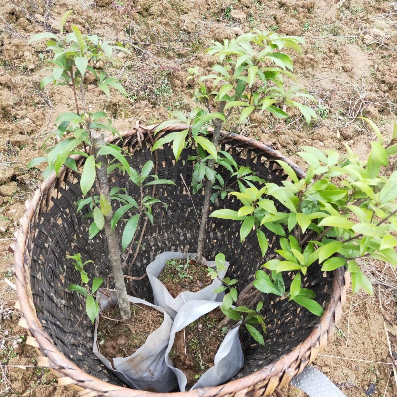 老鹰茶大树苗老荫茶树老鹰茶苗红茶树白茶树