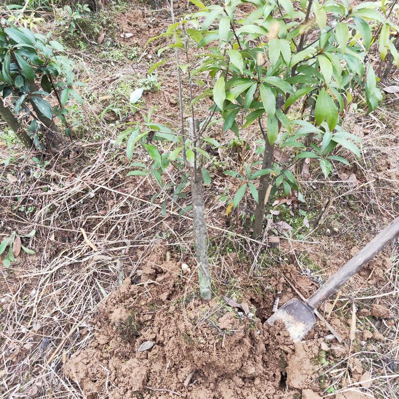 老鹰茶大树苗老荫茶树老鹰茶苗红茶树白茶树