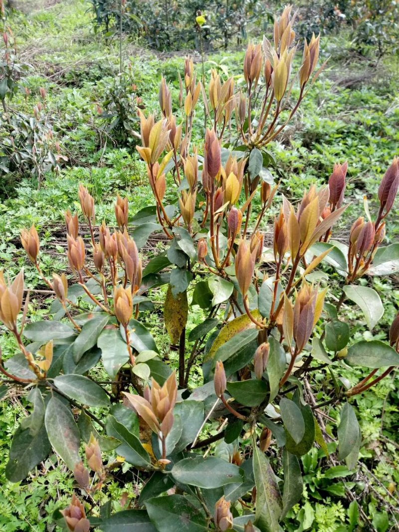 老鹰茶大树苗老荫茶树老鹰茶苗红茶树白茶树