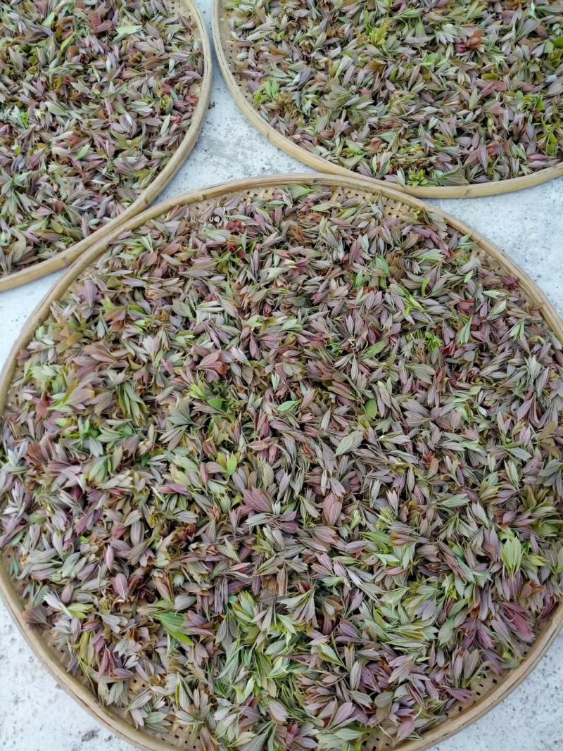 老鹰茶大树苗老荫茶树老鹰茶苗红茶树白茶树