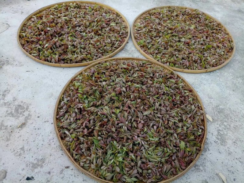 老鹰茶大树苗老荫茶树老鹰茶苗红茶树白茶树