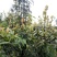 老鹰茶大树苗老荫茶树老鹰茶苗红茶树白茶树