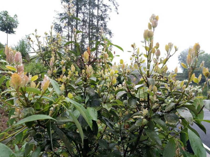 老鹰茶大树苗老荫茶树老鹰茶苗红茶树白茶树