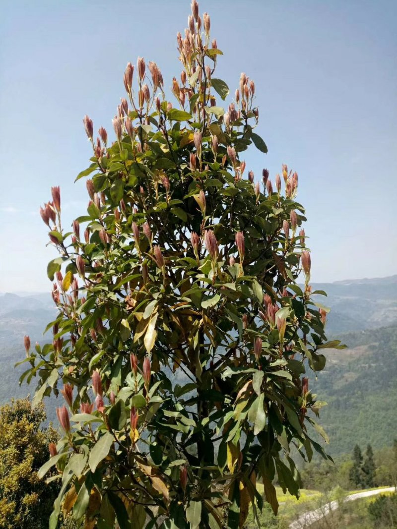 老鹰茶大树苗老荫茶树老鹰茶苗红茶树白茶树