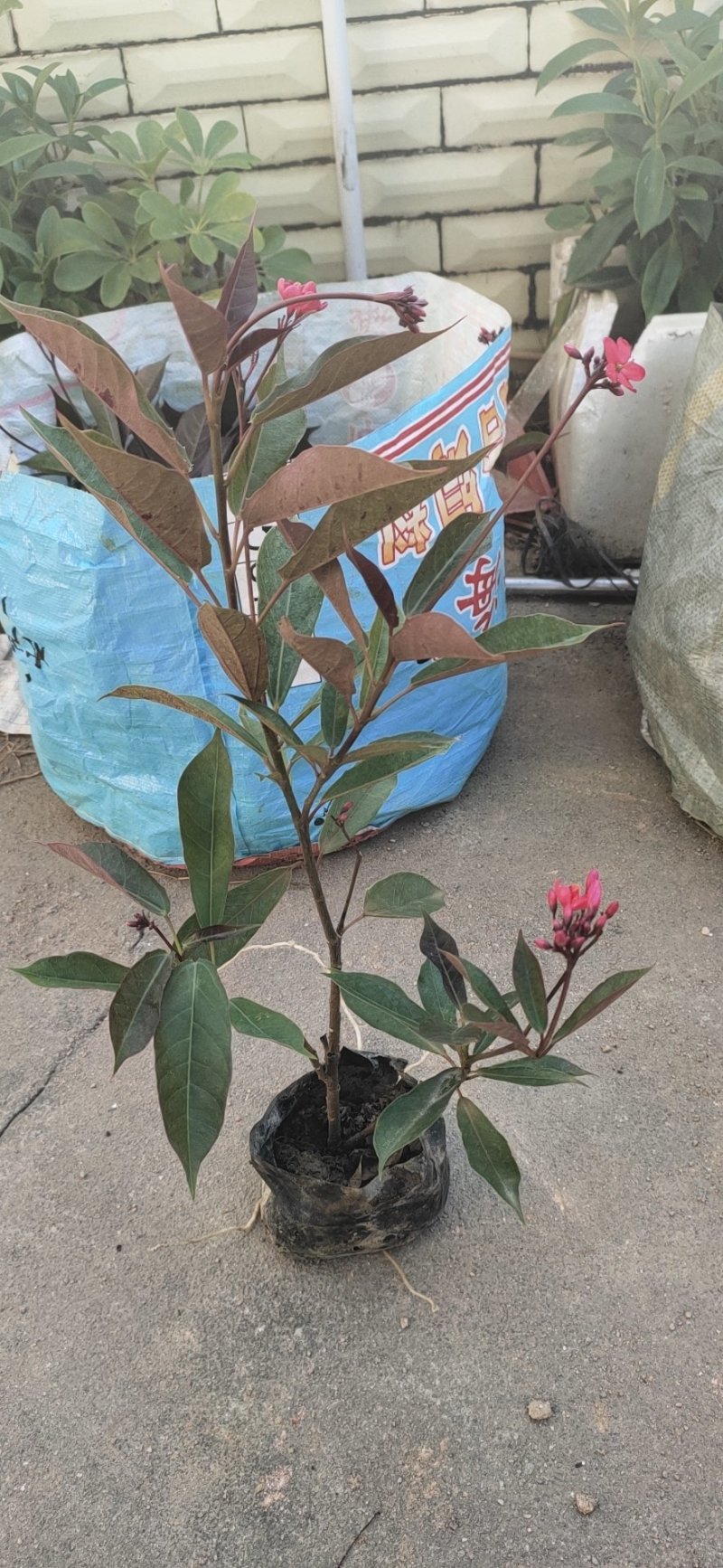 琴叶珊瑚，各种绿化苗木有需要的联系，欢迎新老客户下单。