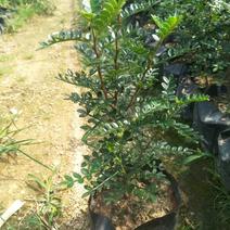 胡椒木，各种绿化苗有需要量多，欢迎新老客户