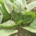 圆叶菠菜