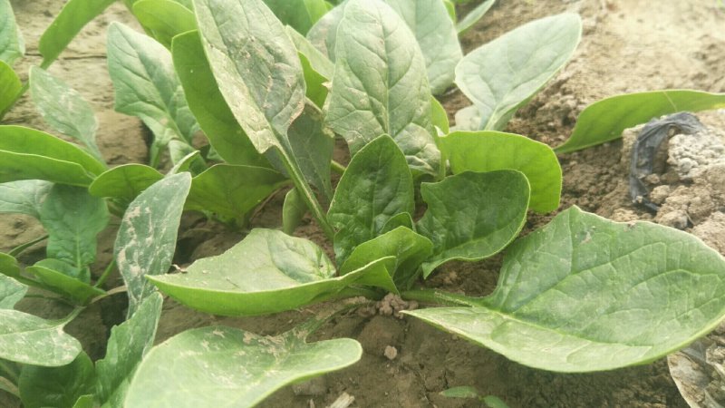 圆叶菠菜