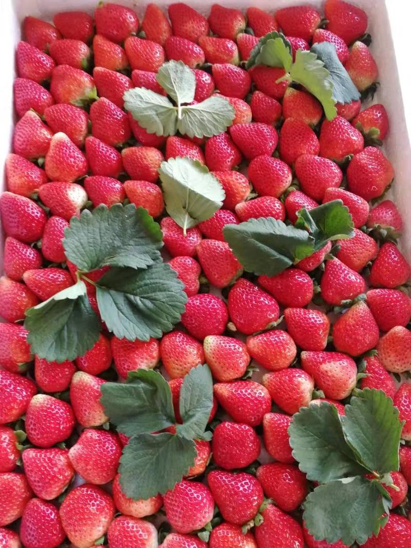 天仙醉草莓🍓