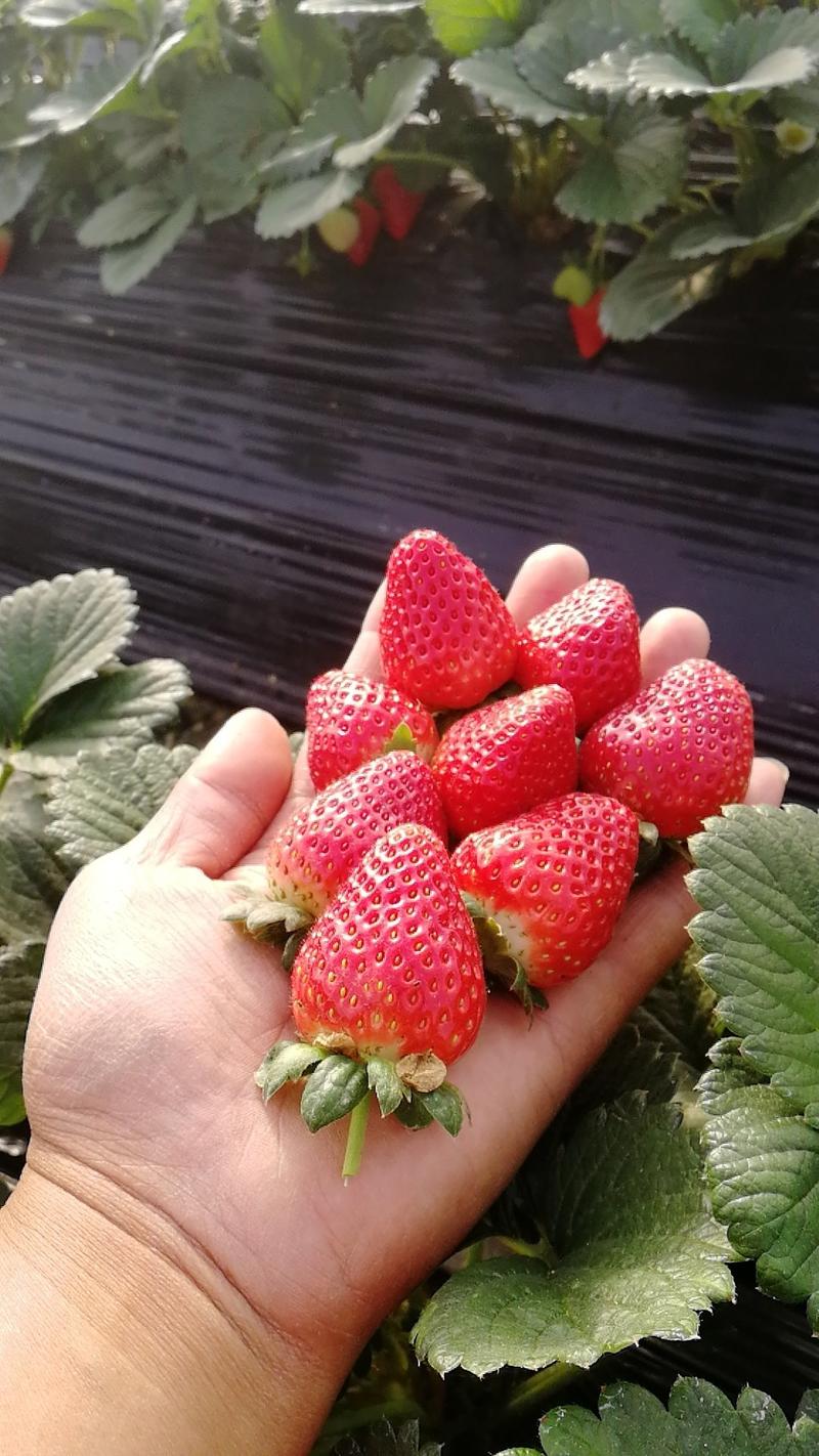 天仙醉草莓🍓