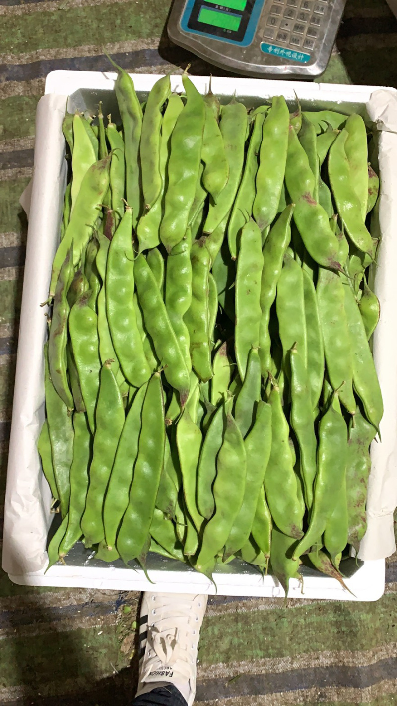 油豆