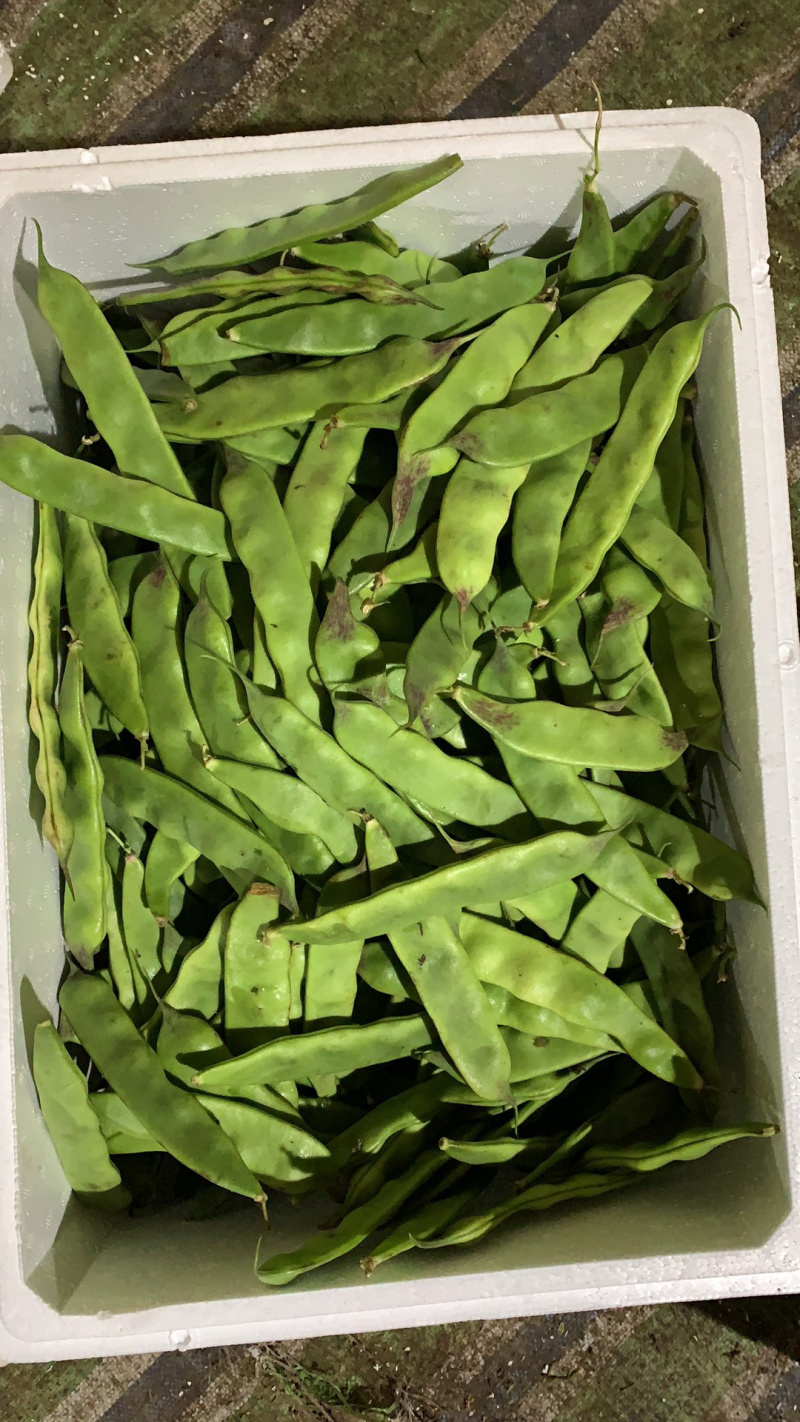 油豆