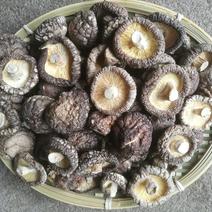 江西香菇/面菇A13-3.5肉厚无根10斤起全国发货
