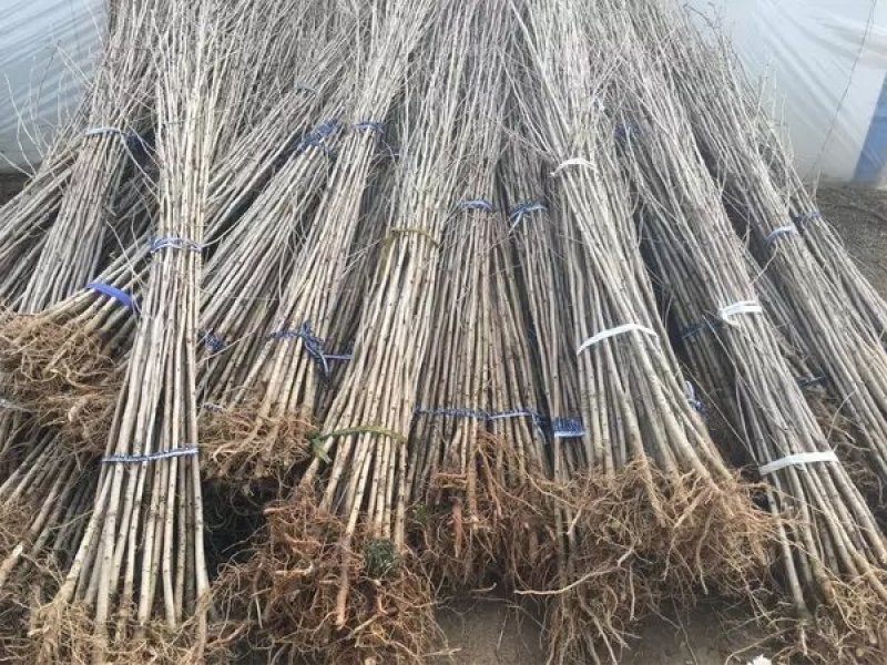 【死苗补发】银杏树苗南北适种耐寒耐旱基地直发全国发货