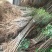 【死苗补发】银杏树苗南北适种耐寒耐旱基地直发全国发货