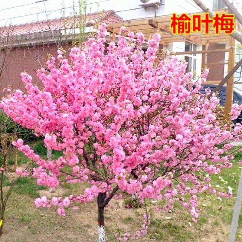 苗木基地榆叶梅苗盆栽地栽南北适种包成活包品种