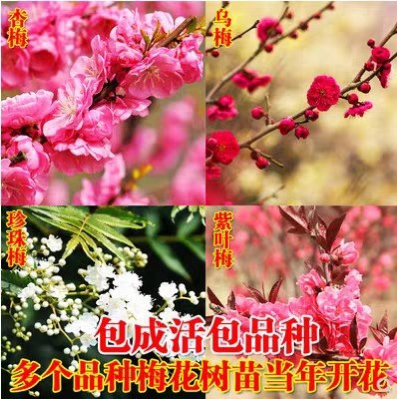 苗木基地榆叶梅苗盆栽地栽南北适种包成活包品种