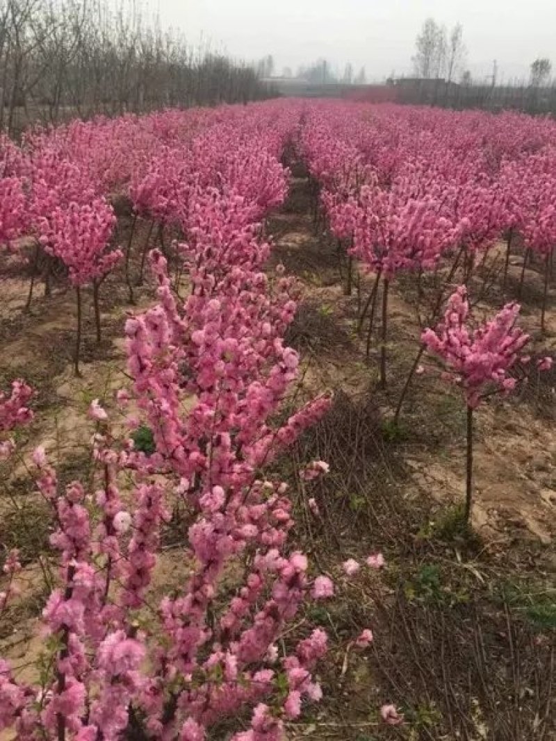 苗木基地榆叶梅苗盆栽地栽南北适种包成活包品种