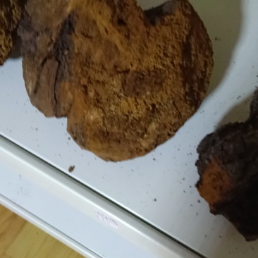 【桦树茸】糖尿病克星，货源充足，有实体店，1公斤包邮