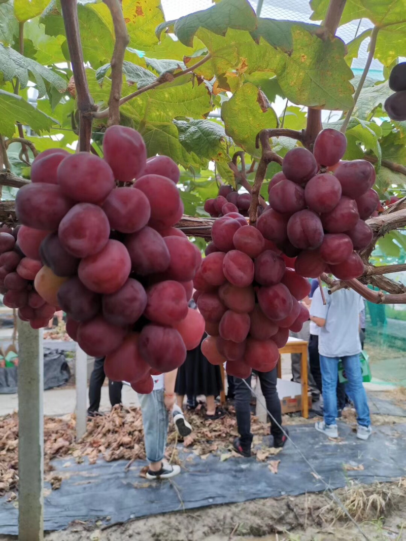 巨玫瑰葡萄苗，新品种葡萄苗基地直供