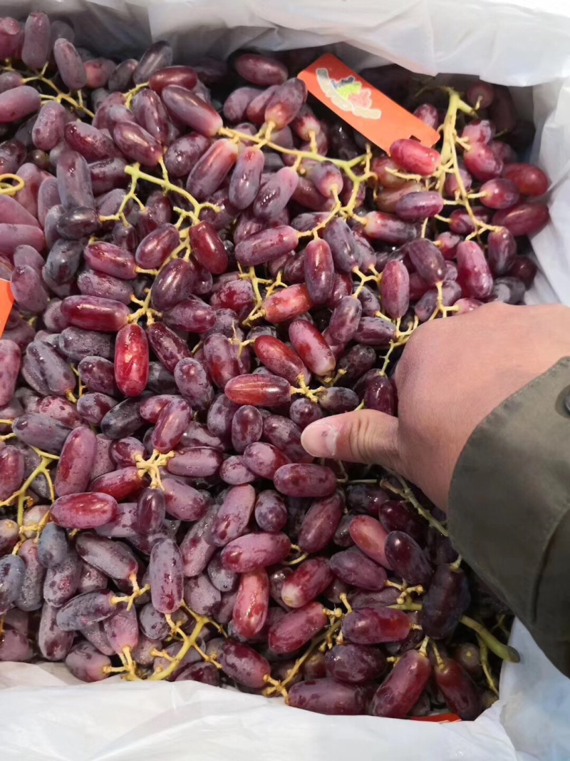 巨玫瑰葡萄苗，新品种葡萄苗基地直供
