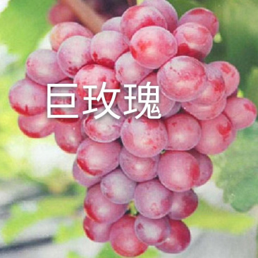 巨玫瑰葡萄苗，新品种葡萄苗基地直供