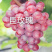 巨玫瑰葡萄苗，新品种葡萄苗基地直供