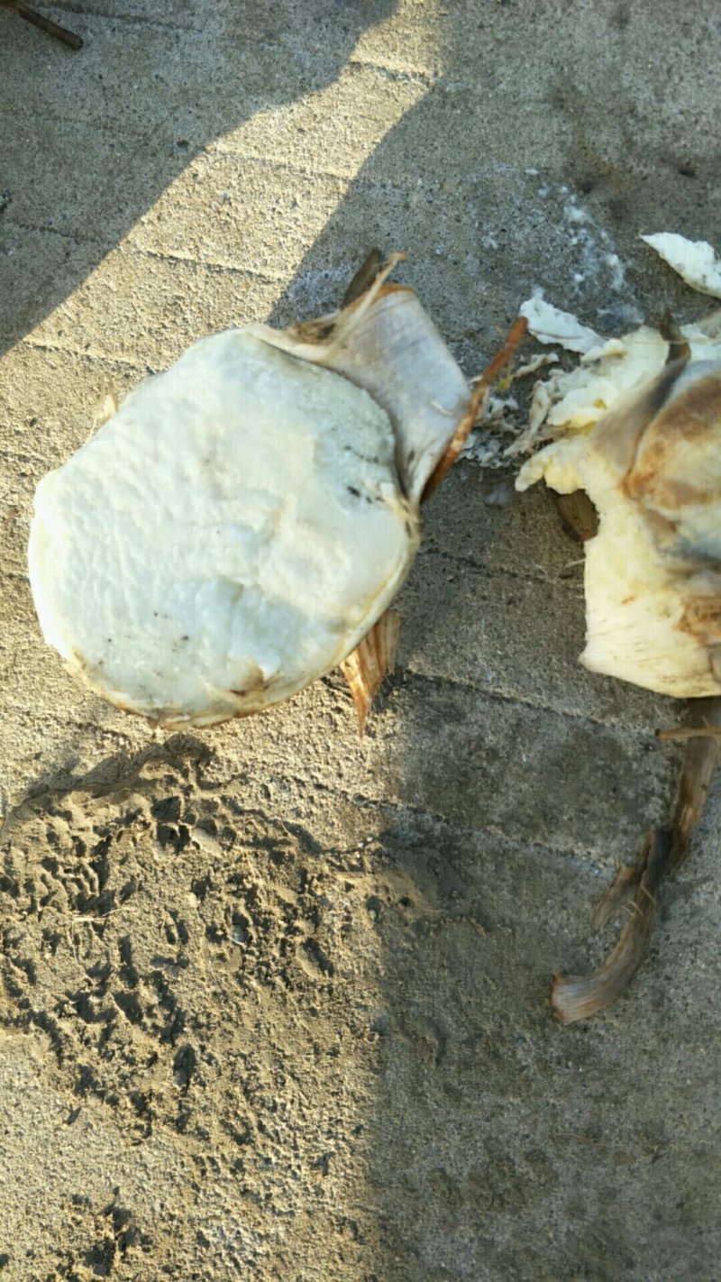 慈菇，坐标扬州市，每天新鲜采收，品种齐全