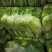 精品黄心大白菜