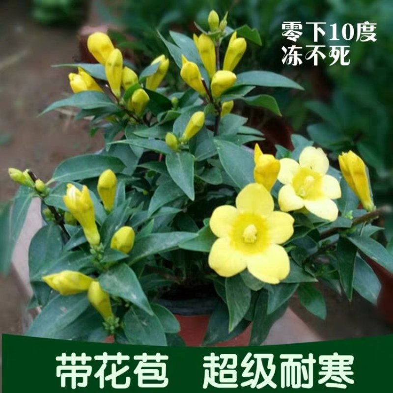 法国香水茉莉爬藤植物耐寒盆栽庭院攀爬。